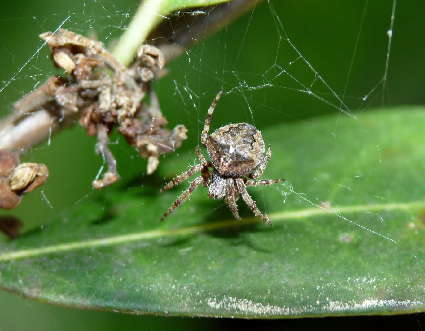 Araneus sp.